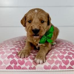 Pistachio - Green Collar - Apricot male Goldendoodle puppy in The Woodlands, Texas from Golden Fields Doodles