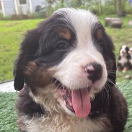 Bernese Mountain Dog Puppies from Emma-Mada's Old Thyme Berners