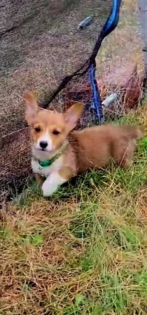 Leafeon - Sable male Pembroke Welsh Corgi puppy in Kingman, Kansas from Tiny Titans K9