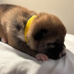 Yellow - Red female Shiba Inu puppy in Elizabeth, New Jersey from Shiba Inu Loving Care