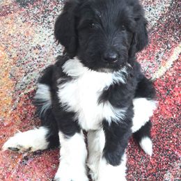 Randy - Black and white male Springerdoodle puppy in Cochise, Arizona from 64 Farm