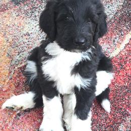 Randy - Black and white male Springerdoodle puppy in Cochise, Arizona from 64 Farm