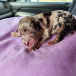 Boy 3 - Blue merle Aussiedoodle puppy in Oregon from SonSational Farm Toy/ Mini Australian Shepard's