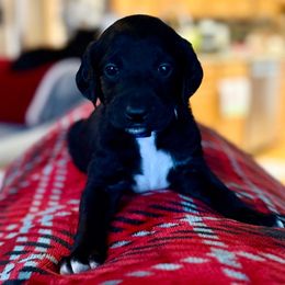 Raven -  Purple (Was Dark Pink) Collar - Black and white female Assorted Doodle Crosses puppy in Norfolk, Virginia from Móraí’s Doodles