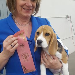 Beagle Puppies from Alpenglow Beagles