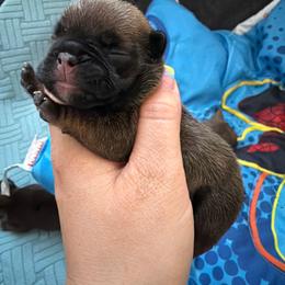 Red girl 1 - Fawn female French Bulldog puppy in Pennsylvania from R & C French Bulldogs