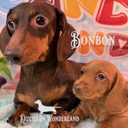 Chocolate Bonbon - Red female Dachshund puppy in Rainier, Oregon from Doxies in Wonderland