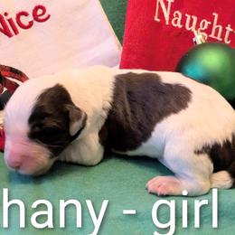 Bethany - Brown and white female Aussiedoodle puppy in Pamplin, Virginia from Hope & Joy Acres