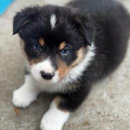 Shiloh - Black and tan male Pembroke Welsh Corgi puppy in Nortonville, Kansas from Low Riders Corgis & Mini Aussies