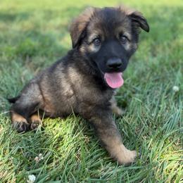 Blue collar male - Sable male German Shepherd puppy in Osco, Illinois from Sonnenhügel Kennel, LLC