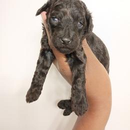 Green collar girl - Black female Poodle puppy in Valdosta, Georgia from Posh Poodles