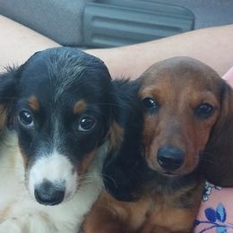 Dachshunds from Crouchs Kennels & Rescue