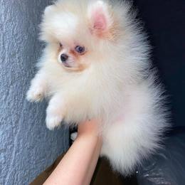 Pomeranian Puppies from Uniquepombabies