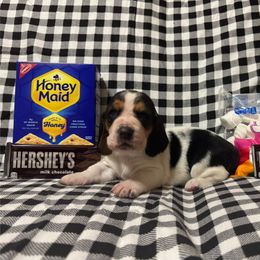 Sadie - Black brown and white female Basset Hound puppy in Hurtsboro, Alabama from PARK’s Family Farm