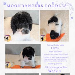 Orange Collar Male Miniature Poodle Fezzik - Parti male Poodle puppy in Lillian, Alabama from Moondancers Poodles
