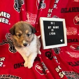 Natty Patty - Sable and white female Collie puppy in Beaver, Oklahoma from Lawson’s Lassies
