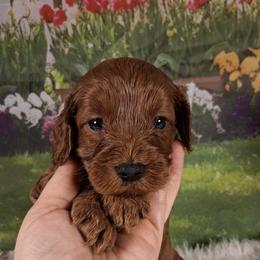 Churro F1b - Red male Cavapoo puppy in Centerton, Arkansas from Velvet Paws Cavapoos