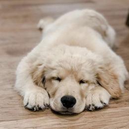 Golden Retriever Puppies from Dogwood Springs Golden Retrievers