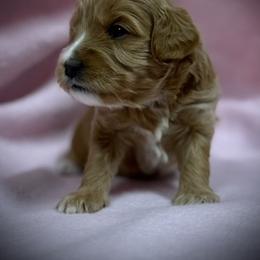 Brooke - Apricot female Cavapoo puppy in North Branch, Minnesota from Rosie’s Pups MN