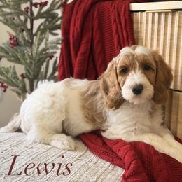 Lewis - Parti male Goldendoodle puppy in Heber Springs, Arkansas from H&L GoldenDoodles