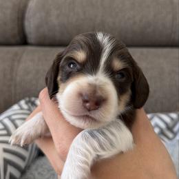 Miles - Piebald male Dachshund puppy in Lawrenceville, Georgia from Chivi Paws