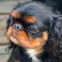 English Toy Spaniels from Debb's English Toy Spaniels