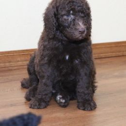 Poodle Puppies from RK'S Pets