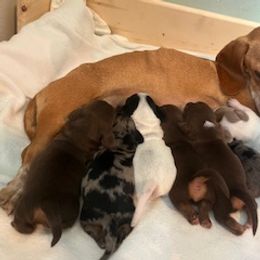 Dachshund Puppies from M & M Breeding