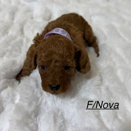 Nova - Red  female Goldendoodle puppy in Graham, North Carolina from Geise Meadow Doodles