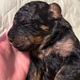 Fresca - Tri-color female Bernedoodle puppy in Pine Grove, Pennsylvania from WS Doodles