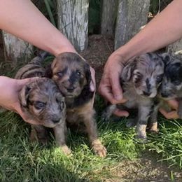 Aussiedoodle Puppies from Seattle Aussiedoodles