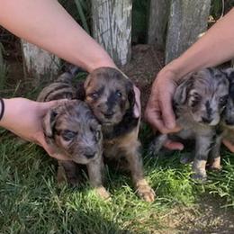 Aussiedoodle Puppies from Seattle Aussiedoodles