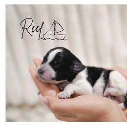 REEF - male Double Doodle puppy in Hialeah, Florida from The Pup Spot