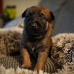 Needle - Fawn female Belgian Malinois puppy in Baltimore, Maryland from Abenteurer German Shepherds & Belgian Malinois
