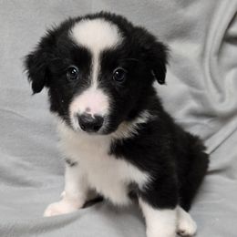 Boy 3 - Black and white male Border Collie puppy in Richland, Pennsylvania from Winter Creek Border Collies