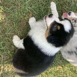 Australian Shepherd, Miniature Australian Shepherd, and Toy Australian Shepherd Puppies from Circle JTS Ranch