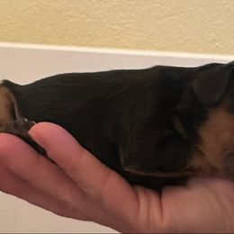 Mary - Black and tan female Cavalier King Charles Spaniel puppy in Columbus Ga, Georgia from Sweet Southern Cavaliers