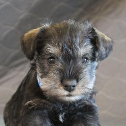 AKC Antonio - Salt and pepper male Miniature Schnauzer puppy in Richardton, North Dakota from Crooked Tree Ranch