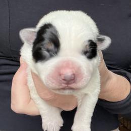 Boy 1 - Blue male Australian Cattle Dog puppy in Irvington, Kentucky from Dry Valley’s Australian Cattle Dogs