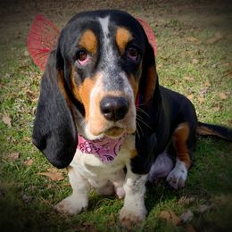 Opal - Basset Hound