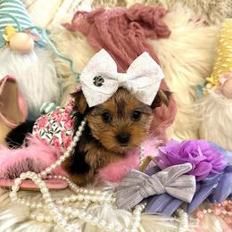 AKC Princess Posey - Black and tan female Yorkshire Terrier puppy in Fairview, West Virginia from Prims Puppies LLC