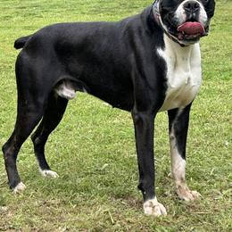 Bo - Boxer