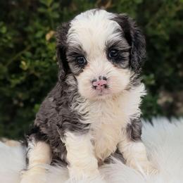 Izzy - Merle female Cockapoo puppy in Salt Lake City, Utah from Utah Cocker Spaniels