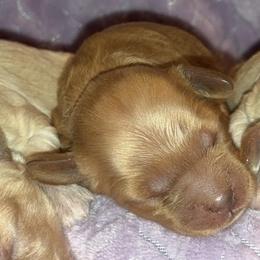 Cuddles - Red female Cockapoo puppy in Klingerstown, Pennsylvania from Schaible Family Puppies