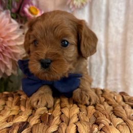 Ross - Black Collar - Red male Cavapoo puppy in South Jordan, Utah from Simply Sweet Paws. LLC