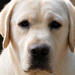 Asher - Labrador Retriever