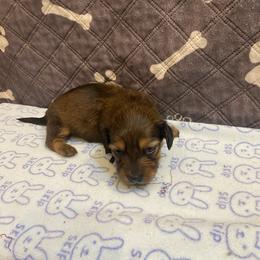 SAJA Boy - CKC REGISTERED FULL RIGHTS - Black and tan male Dachshund puppy in Elizabethtown, Kentucky from Teeny Tiny Puppy Tails