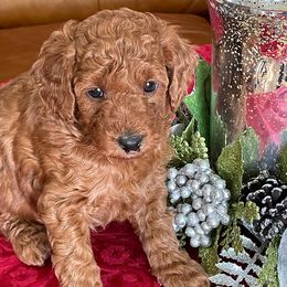 Boy 2 - Red  Poodle puppy in Elizabeth, Colorado from Colorado Fields