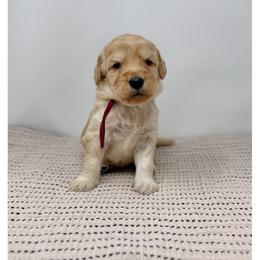 Manzanilla - Apricot female Australian Labradoodle puppy in Sacramento, California from Little Farmstead Labradoodles