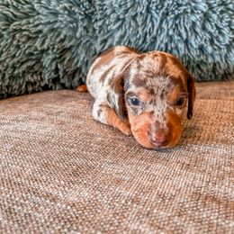 Dachshund Puppies from Cotton Hill Dachshunds